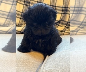 Shih Tzu Puppy for sale in ELDERWOOD, CA, USA