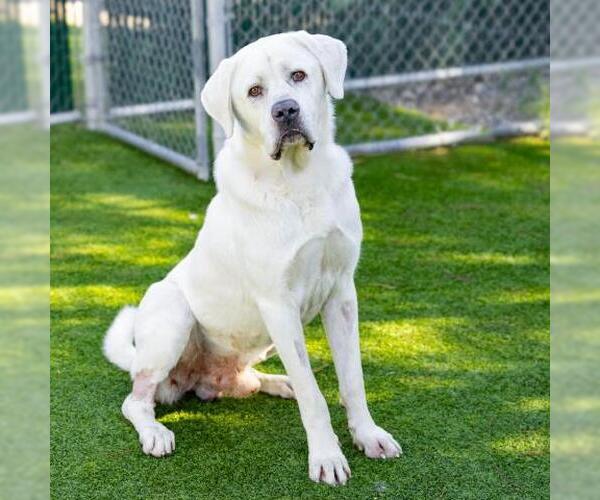 Medium Photo #2 Great Pyrenees-Unknown Mix Puppy For Sale in Camarillo, CA, USA