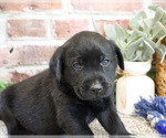 Small #4 Labrador Retriever