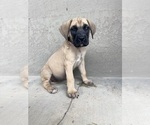 Puppy 2 Mastiff