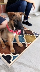 German Shepherd Dog-Unknown Mix Puppy for sale in ROSELLE, IL, USA