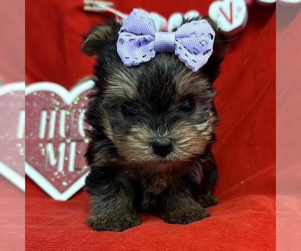 Medium Photo #12 Yorkshire Terrier Puppy For Sale in JACKSONVILLE, FL, USA
