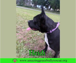 Heidi - Female American Bulldog-Unknown Mix Dog for Adoption - Photo #2