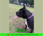 Small #1 American Bulldog Mix