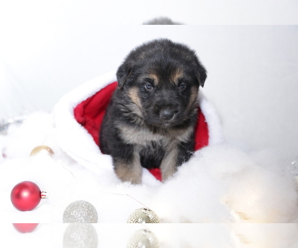 Medium Photo #2 German Shepherd Dog Puppy For Sale in AUBURN, KY, USA