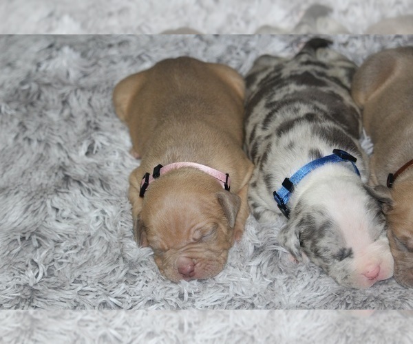 Medium Photo #44 American Bully Puppy For Sale in FORT LAUDERDALE, FL, USA