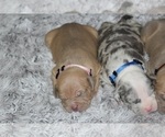 Small #43 American Bully
