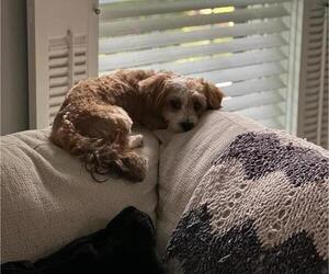 Father of the YorkiePoo puppies born on 01/29/2026