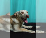 Small #1 Retriever  Mix