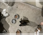 Small Photo #1 Belgian Malinois Puppy For Sale in AUSTIN, TX, USA