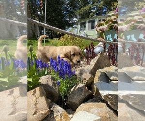 Golden Retriever Puppy for Sale in PLUMMER, Idaho USA