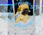 Small #6 Shih Tzu