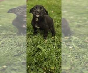 Labrador Retriever-Unknown Mix Dogs for adoption in SHERBURNE, NY, USA