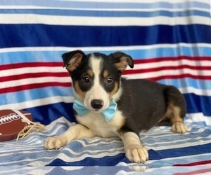 Border Collie-Unknown Mix Puppy for sale in LANCASTER, PA, USA