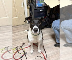 Lucy - Female Lab-Pointer Dog for Adoption - Photo #6