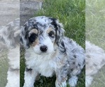 Small #2 Bernedoodle