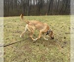 Small Photo #10 Black Mouth Cur Puppy For Sale in Columbus, IN, USA