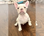 Small Photo #5 French Bulldog Puppy For Sale in ARLINGTON, TX, USA