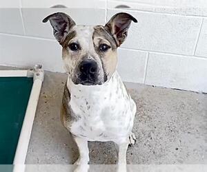 Catahoula Leopard Dog Dogs for adoption in Houston, TX, USA