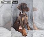 Small Photo #4 Doberman Pinscher Puppy For Sale in POMEROY, OH, USA