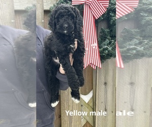Bernedoodle Puppy for sale in BEDFORD, IN, USA