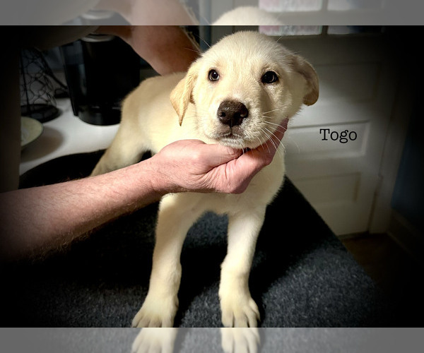 Medium Photo #9 Malinois Puppy For Sale in RICHMOND, VA, USA