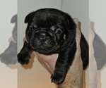 Small #1 French Bulldog