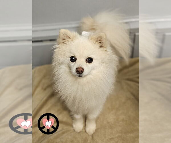 Medium Photo #2 Pomeranian Puppy For Sale in Lebanon, PA, USA