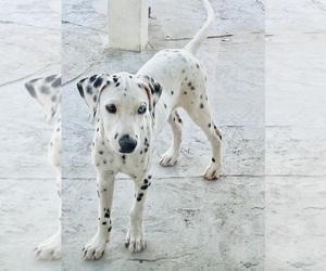 Dalmatian Puppy for sale in GRANADA HILLS, CA, USA