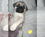 Small Photo #2 Pug Puppy For Sale in MINERAL RIDGE, OH, USA