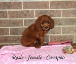 Small #3 Cavapoo