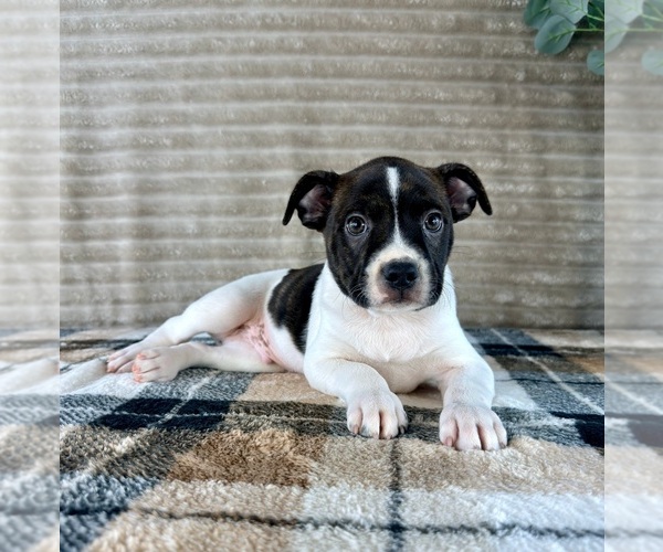 Medium Photo #2 Brat Puppy For Sale in GREENFIELD, IN, USA