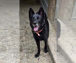 German Shepherd Dog-Unknown Mix Dogs for adoption in Woodsfield, OH, USA