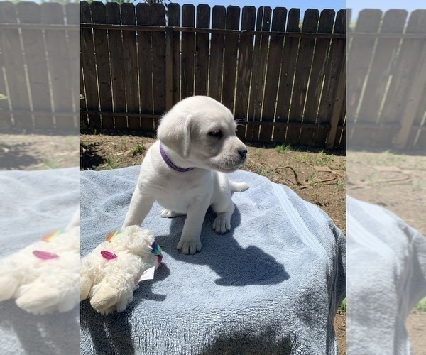 Medium Photo #4 Labrador Retriever Puppy For Sale in LIVE OAK, CA, USA
