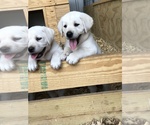 Small Photo #2 Labrador Retriever Puppy For Sale in DEVINE, TX, USA