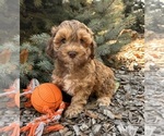Small #1 Cockapoo