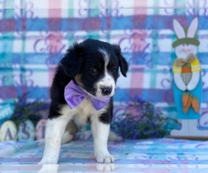 Border Collie-Golden Retriever Mix Puppy for sale in LANCASTER, PA, USA