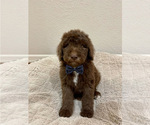 Small Poodle (Standard)