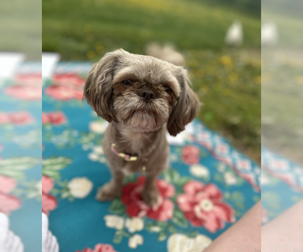 Medium Photo #1 Shih Tzu Puppy For Sale in SHELDON, VT, USA