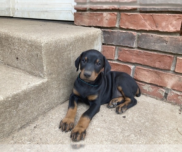 Medium Photo #3 Doberman Pinscher Puppy For Sale in CLAREMORE, OK, USA