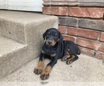 Small Photo #3 Doberman Pinscher Puppy For Sale in CLAREMORE, OK, USA