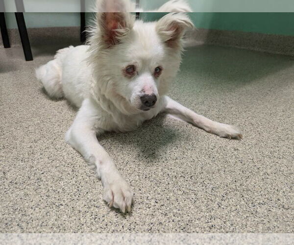Medium Photo #2 American Eskimo Dog Puppy For Sale in Marina Del Rey, CA, USA