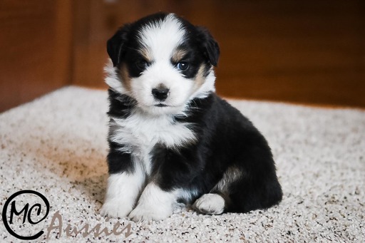 Medium Photo #5 Miniature Australian Shepherd Puppy For Sale in OAKLEY, KS, USA
