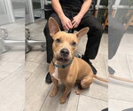 Small Photo #2 Mutt Puppy For Sale in Miami, FL, USA