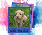 Image preview for Ad Listing. Nickname: Asher