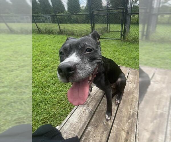 Medium Photo #2 American Pit Bull Terrier Puppy For Sale in Derwood, MD, USA