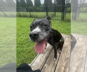 JAIDA - Female American Pit Bull Terrier Dog for Adoption - Photo #2