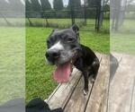 Small Photo #2 American Pit Bull Terrier Puppy For Sale in Derwood, MD, USA