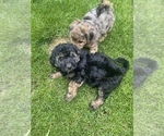 Small Photo #7 Aussiedoodle Miniature  Puppy For Sale in COMMERCE, MI, USA