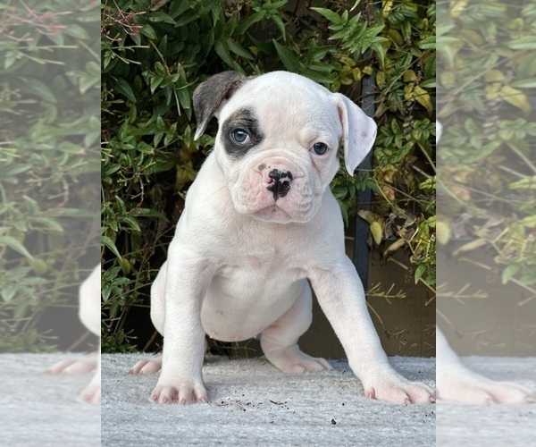 Medium Photo #9 American Bulldog Puppy For Sale in PLUMAS LAKE, CA, USA